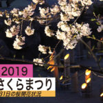 3月31日のさくら開花情報【夜のさくらまつりと水尾公園】